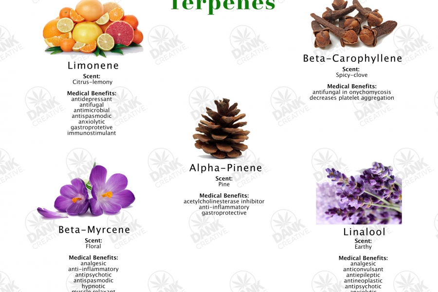 An Introduction to Cannabis Terpenes