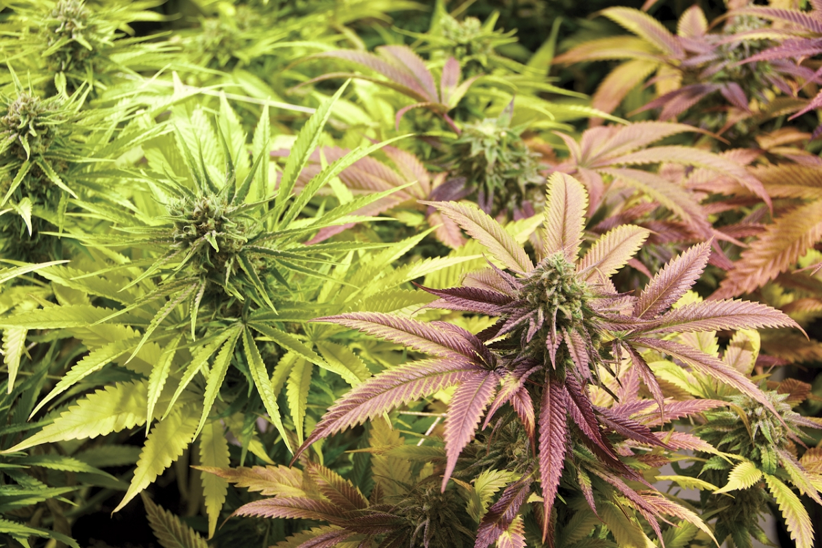 Bruce Banner Blueberry Kush