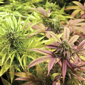 Bruce Banner Blueberry Kush