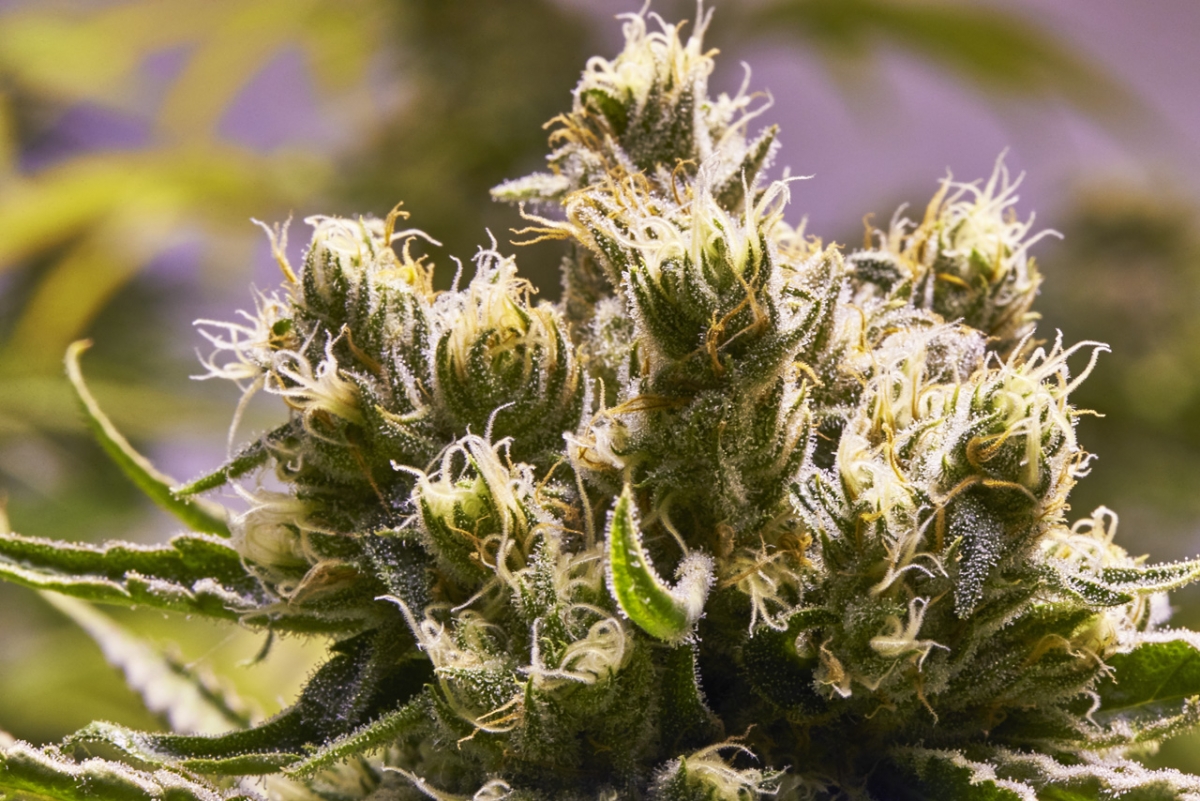 Critical Mass
