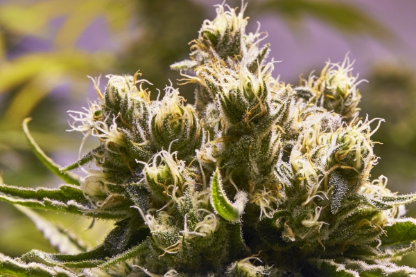 Critical Mass